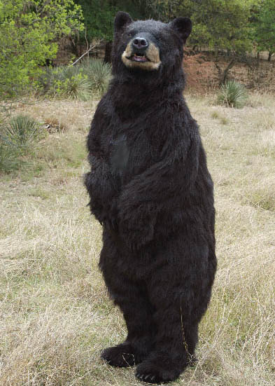 Realistic Black Bear creature costume
