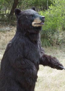 SPFX Realistic Black Bear Special effects costume