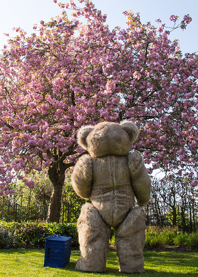 Realistic teddy bear costume blossom Hanami