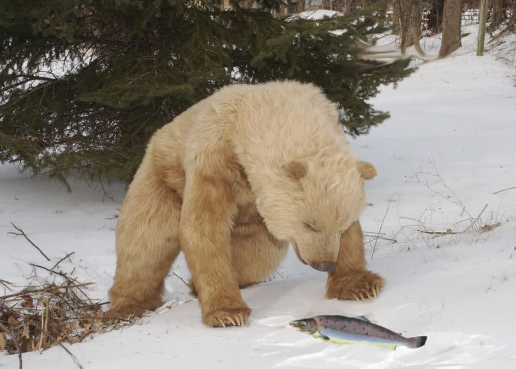 Realistic Kodiak Grizzly animal costume Filming