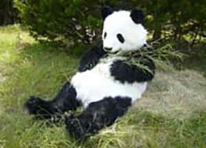 Animatronic lifelike Panda Costume