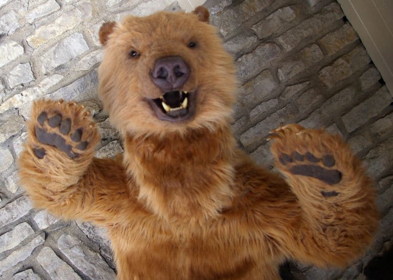 realistic bear costume for hire