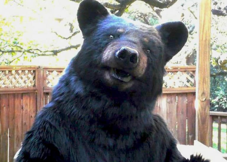 realistic Animatronic Bear suit