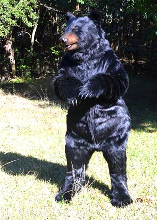 realistic bear suit for hire