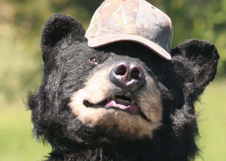 realistic bear costume for hire