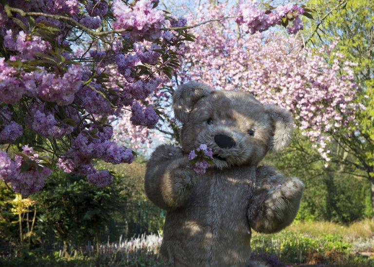 Teddy Bear Mascot with Cherry Blossom