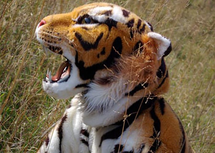 realistic tiger costume for hire