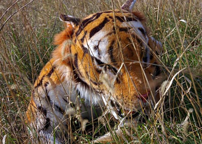 realistic tiger costume for hire