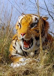 realistic tiger mascot prop hire